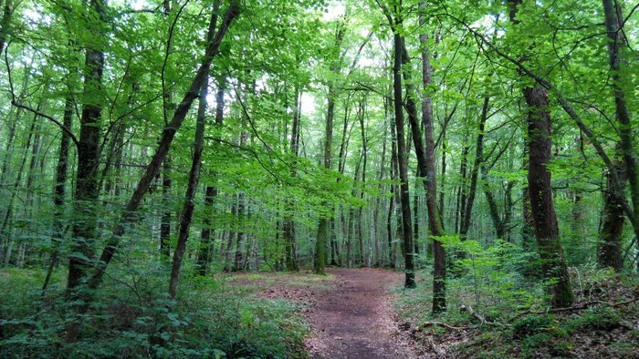 Imagen 1 de La Fageda d'en Jordà