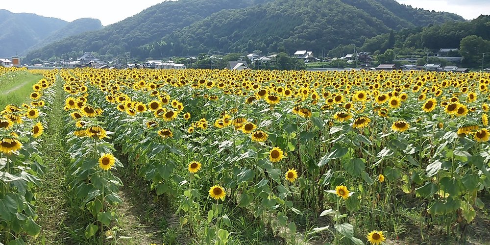 佐用町 旅行 観光ガイド 21年 トリップアドバイザー