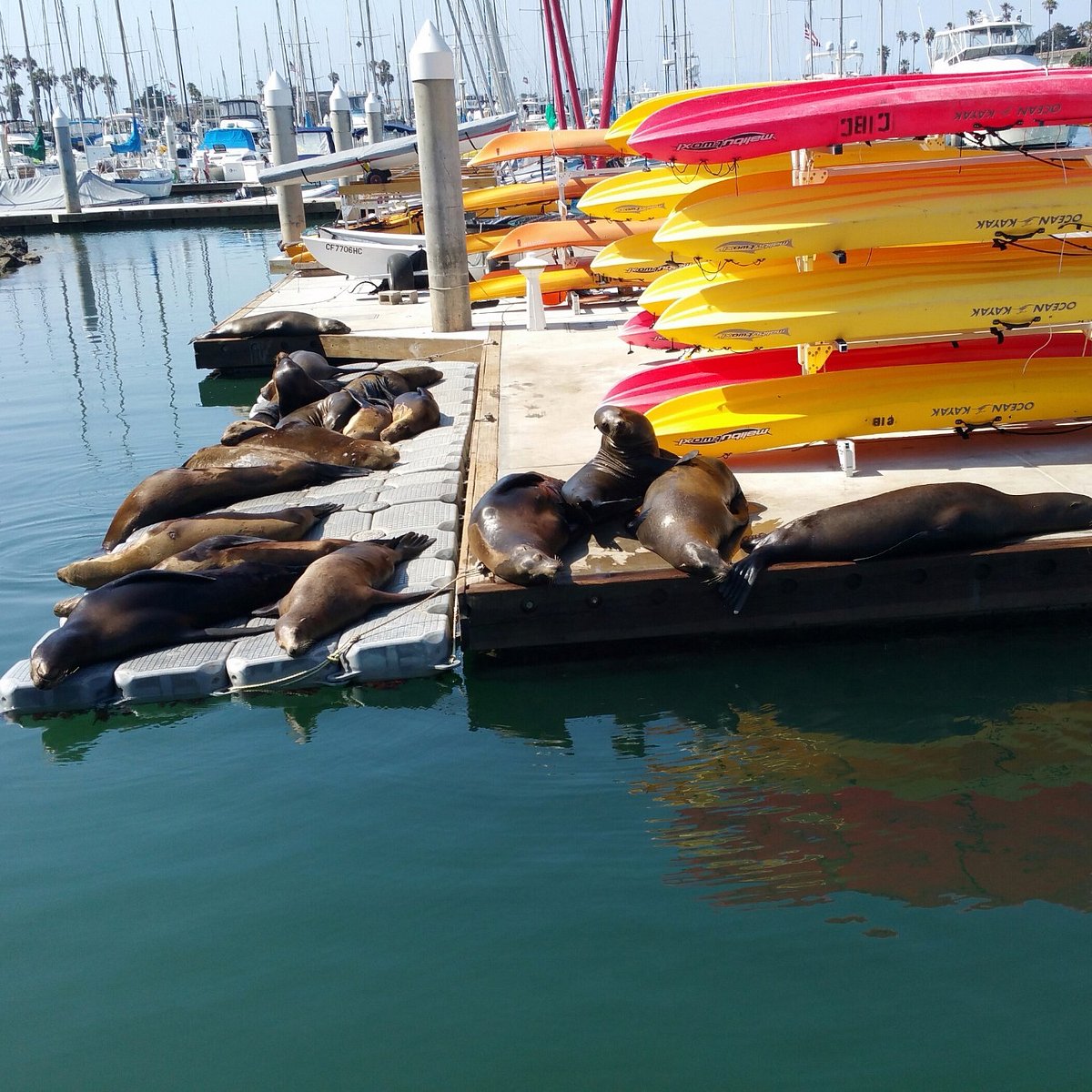 San Diego closes sea lion hot spot to annoying humans - Los Angeles Times