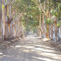 The Avenue