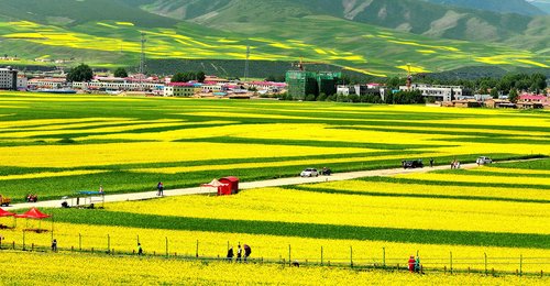 Qinghai review images