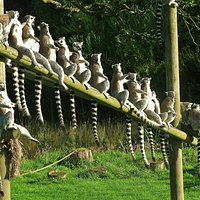 lemurs on the line