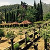 Things To Do in Jardines de Alfabia, Restaurants in Jardines de Alfabia