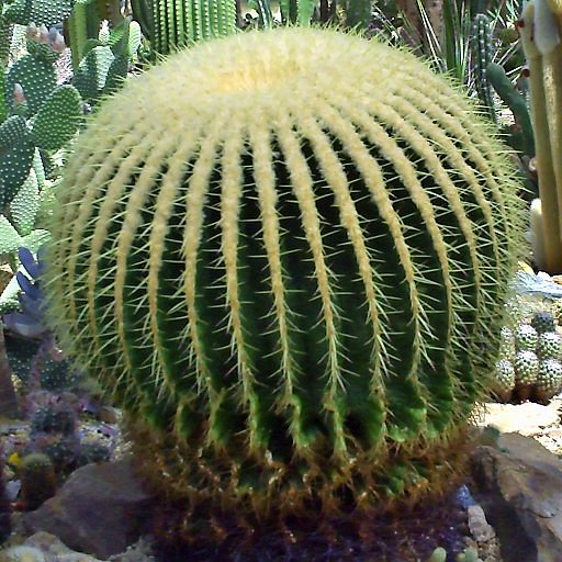 Cacti Pavilion image