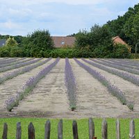 the new lavender fields