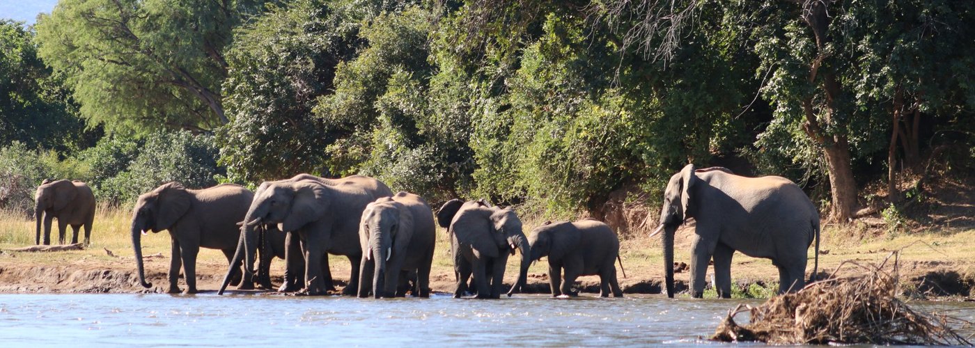 Elephants on the river bank just a short distance from the lodge