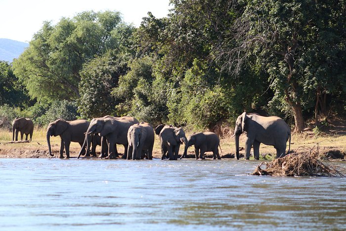 Elephants on the river bank just a short distance from the lodge