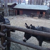 Ослики
