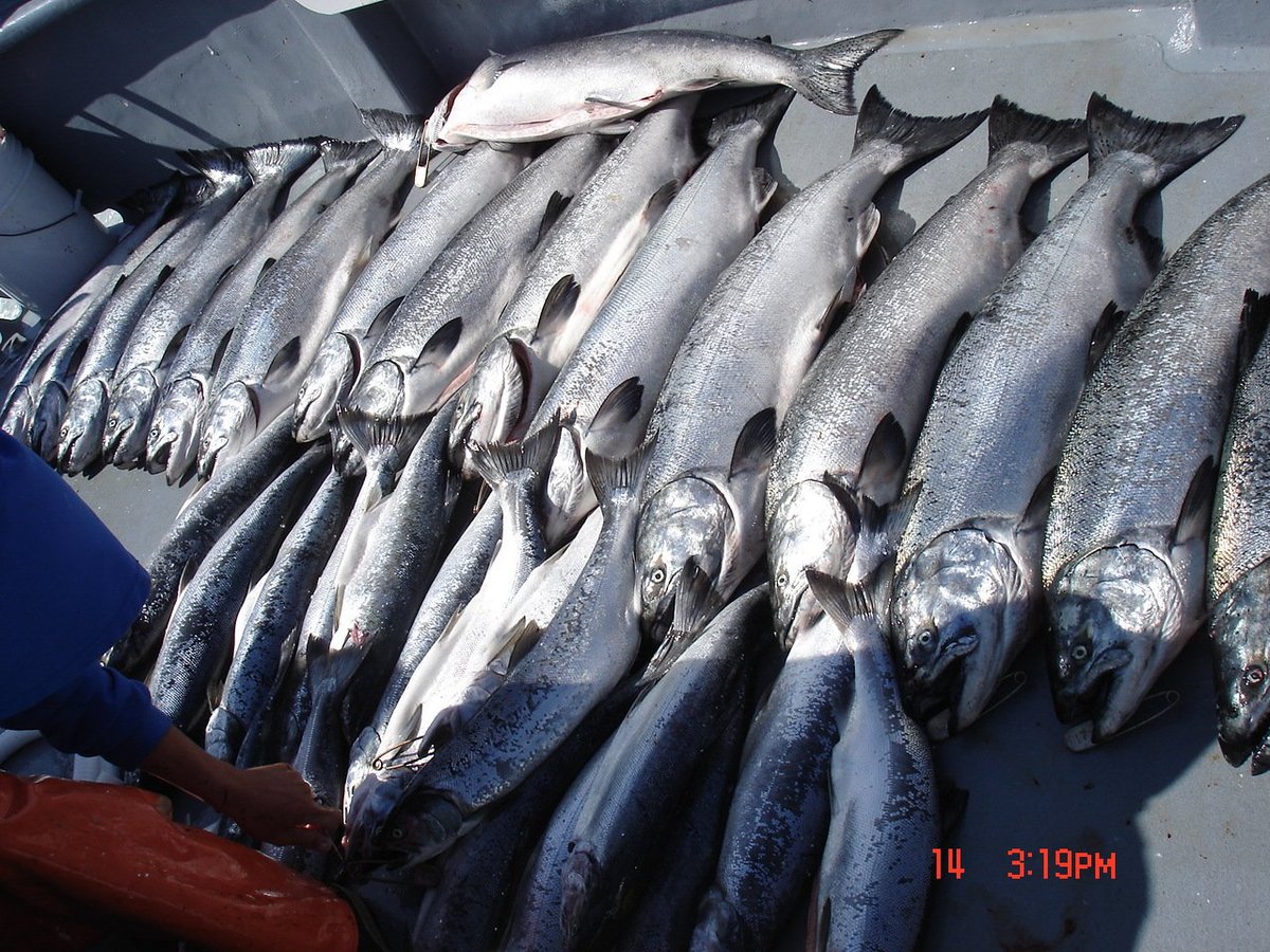 Freedom Sportfishing (Westport, WA) Address, Phone Number Tripadvisor