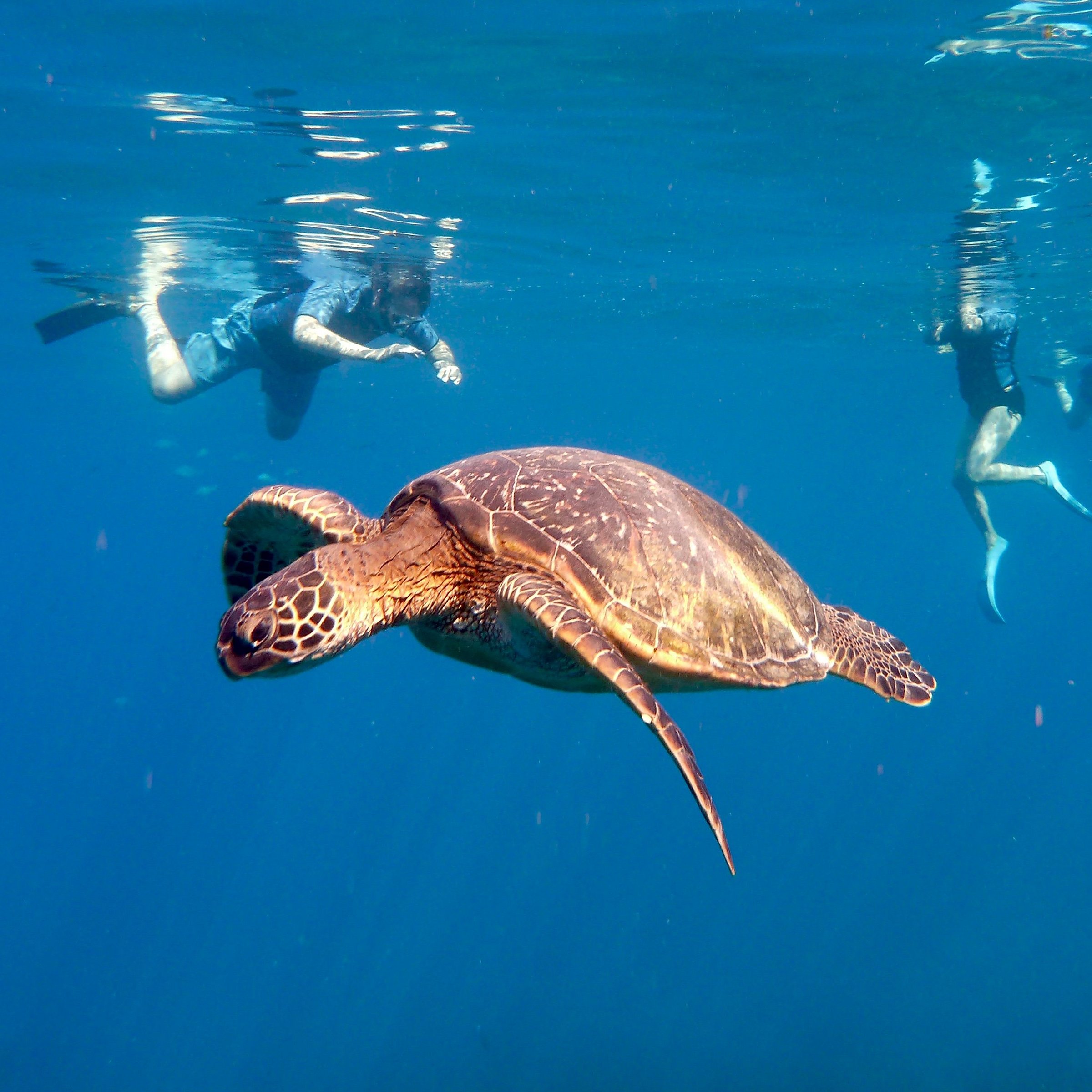 snorkel trip kauai