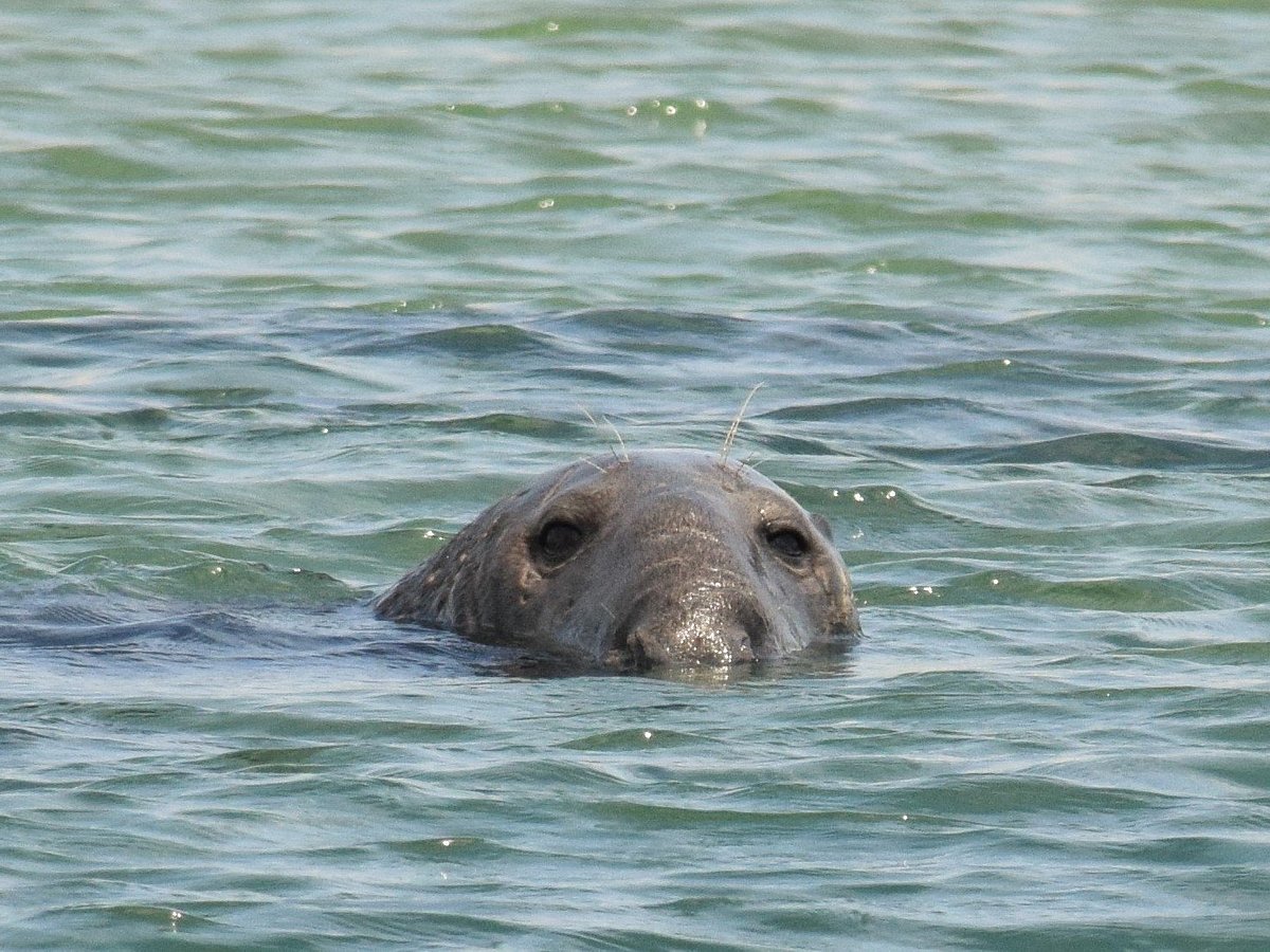 monomoy island seal cruise