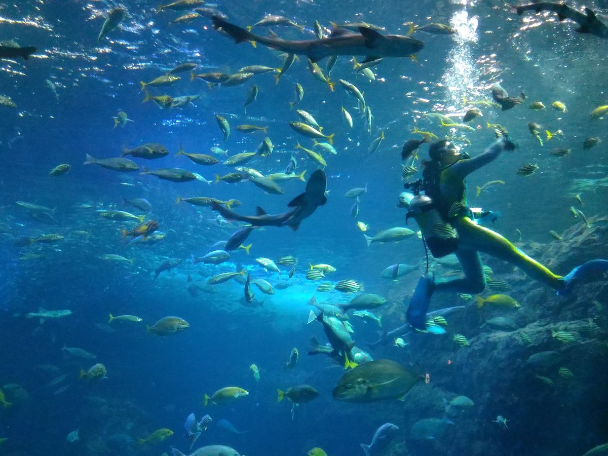 Enoshima Aquarium, Фудзисава: лучшие советы перед посещением - Tripadvisor