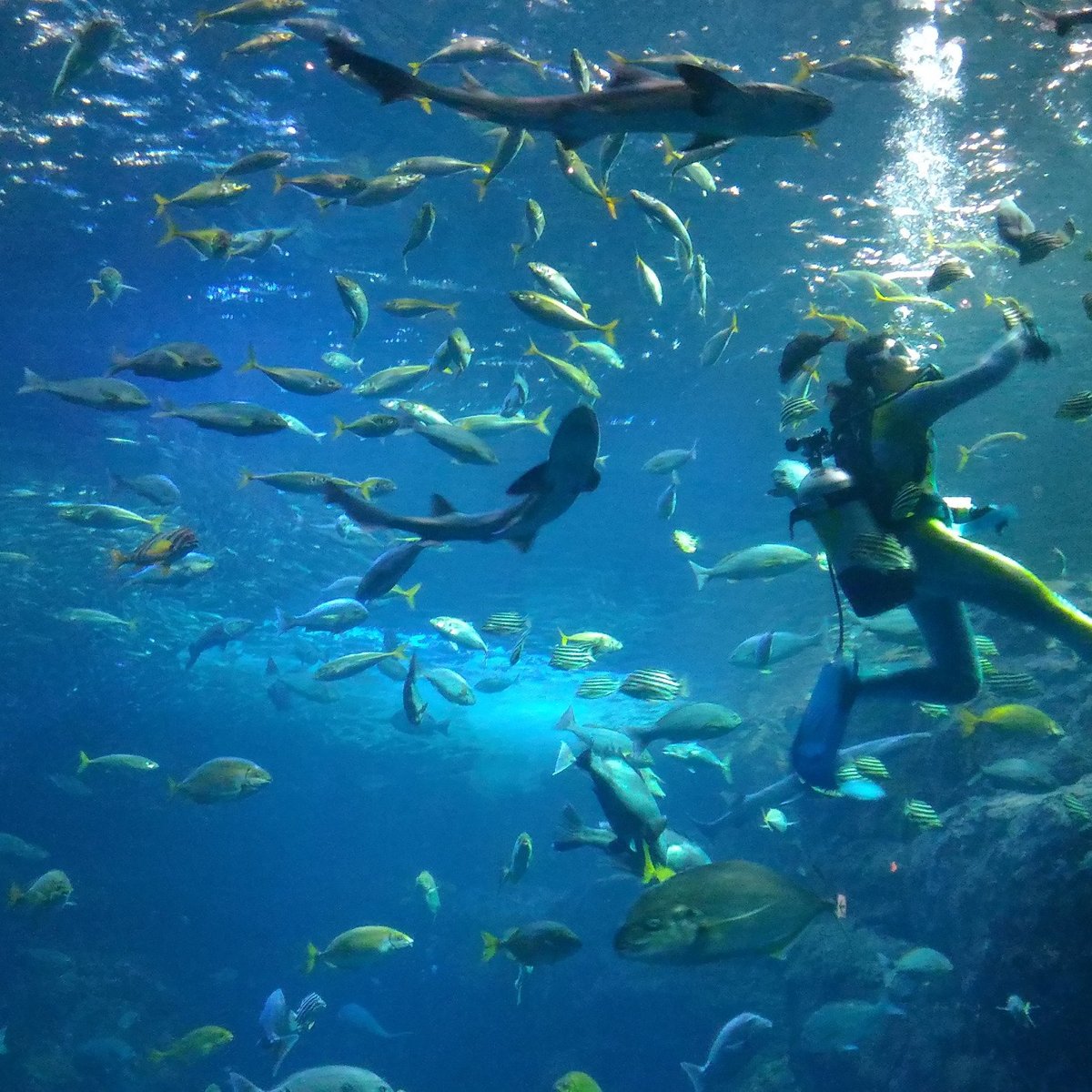 Enoshima Aquarium, Фудзисава: лучшие советы перед посещением - Tripadvisor