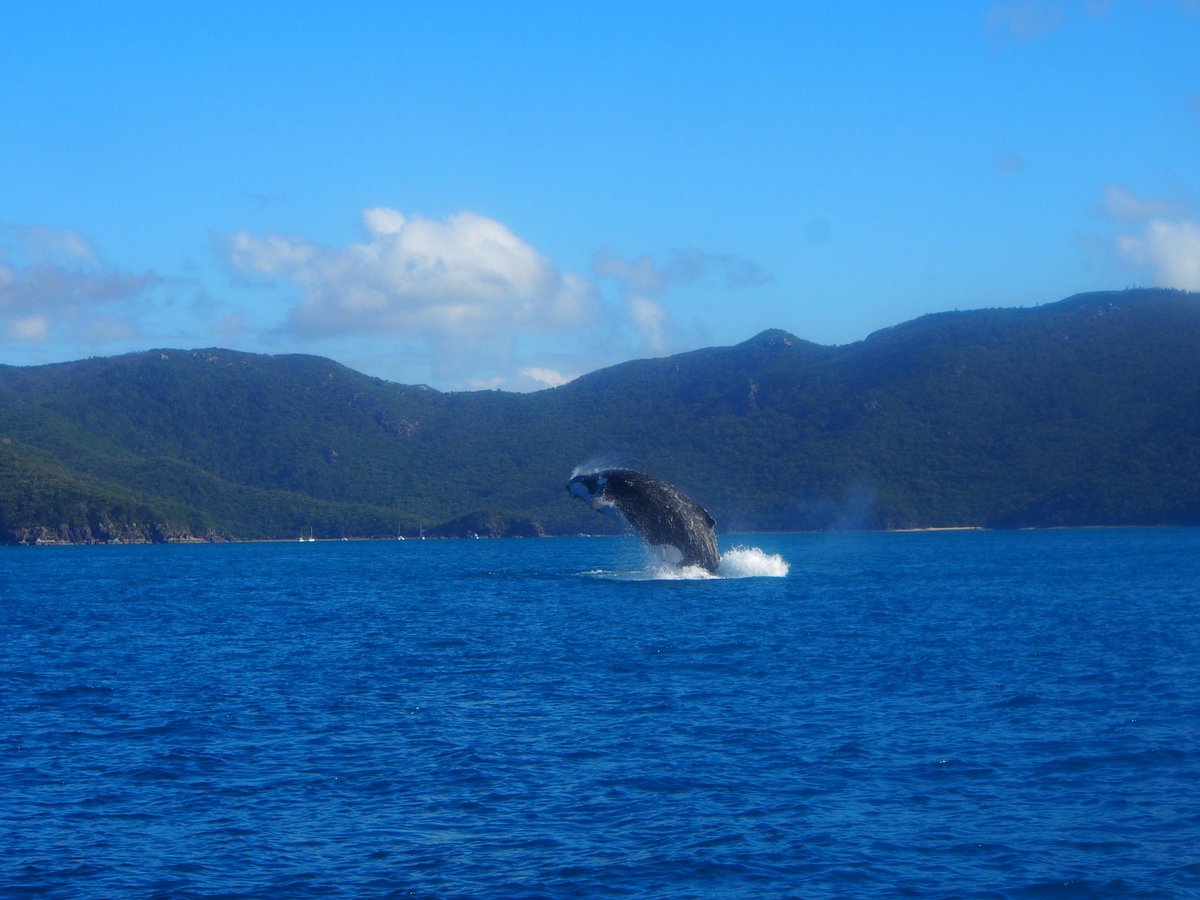 whale watching tours whitsundays