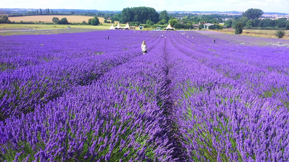 Hitchin Lavender, Хитчин: лучшие советы перед посещением - Tripadvisor