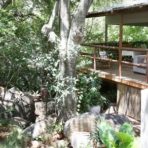 Little Forest in the heart of Johannesburg