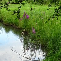 een slootje bij het Haarlemmermeerse Bos