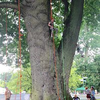 Tree climbing