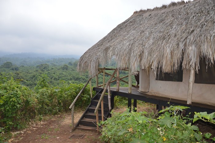 Crater Forest Tented Camp 객실: 사진 및 리뷰 Crater Forest Tented Camp 객실: 사진 및 리뷰 - 트립어드바이저