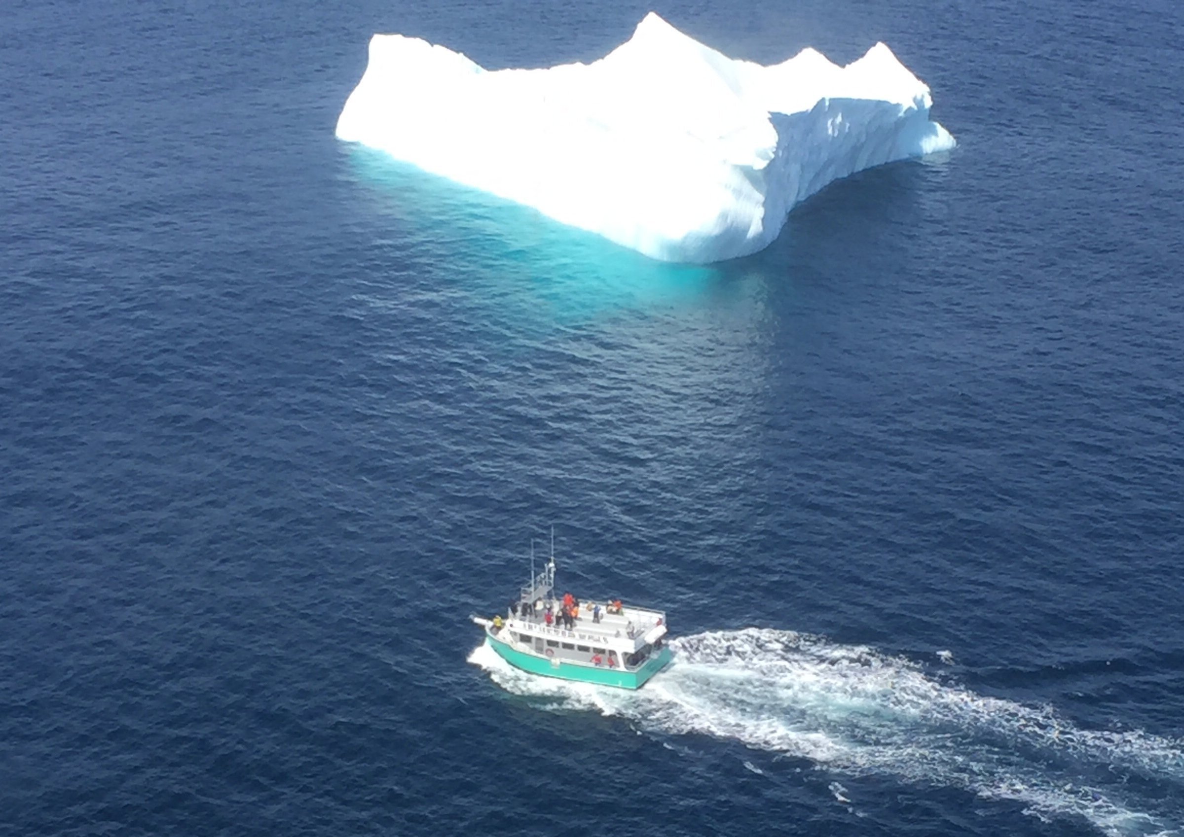 O'brien's Whale And Bird Tours (bay Bulls) - All You Need To Know 