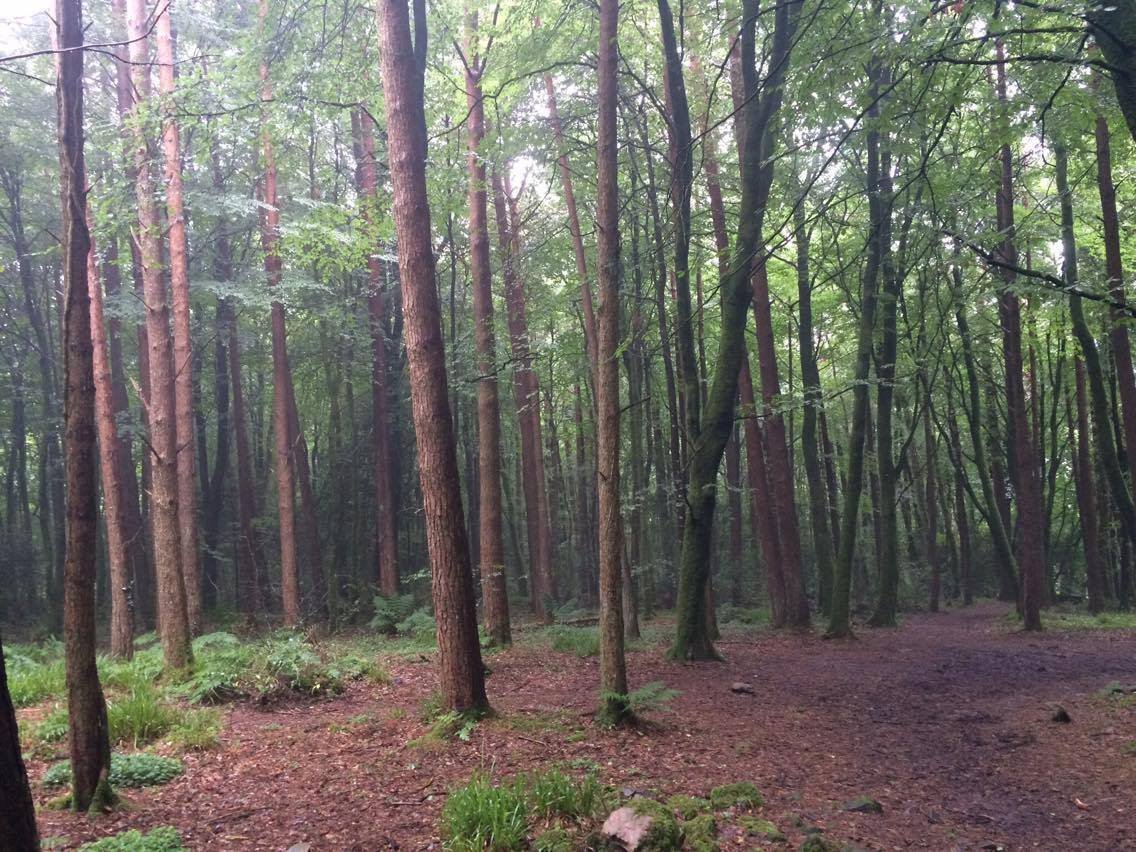 CRATLOE WOODS - All You Need to Know BEFORE You Go