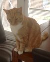 DOTTICAT