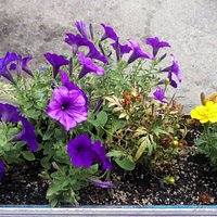 Flower boxes.
