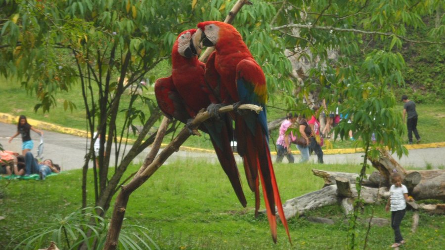 Parque Zoológico Caricuao - All You Need to Know BEFORE You Go (2025)
