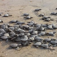 Bali Sea Turtle Society (BSTS) (Kuta) - All You Need to Know BEFORE You Go