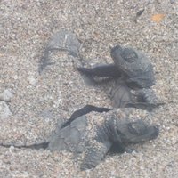 Bali Sea Turtle Society (bsts) (kuta) - All You Need To Know Before You Go