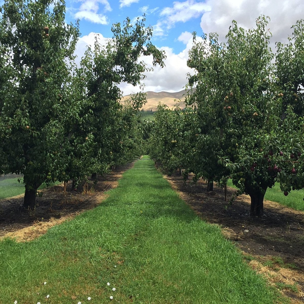 Miller Orchards Peshastin Ce Qu Il Faut Savoir Pour Votre Visite