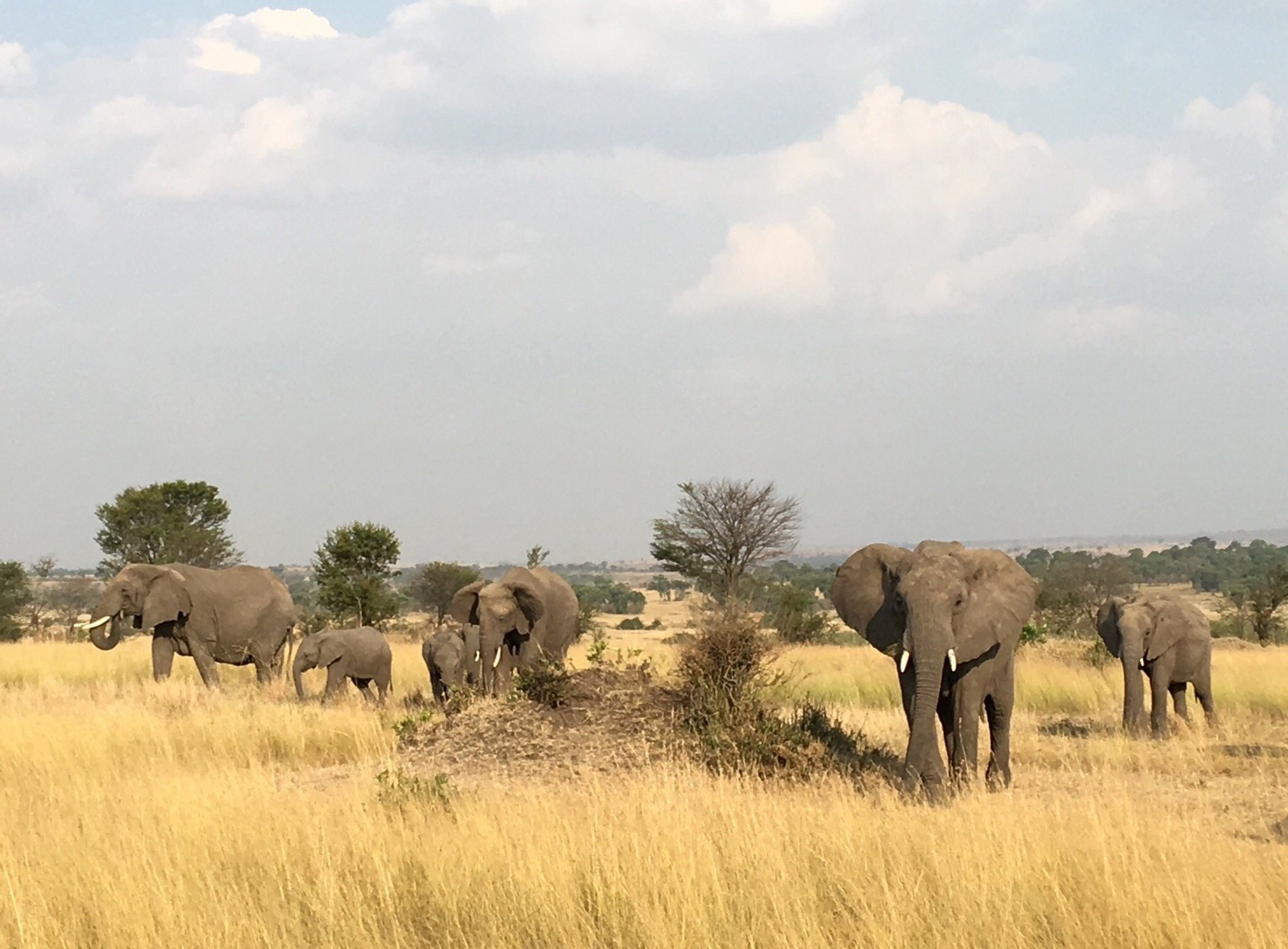 Singita Mara River by null