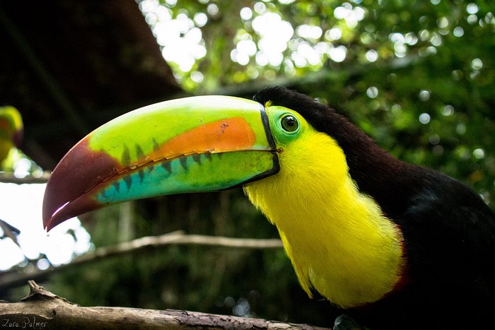 TOUCAN RESCUE RANCH - Updated 2023 Reviews (Costa Rica/Heredia)