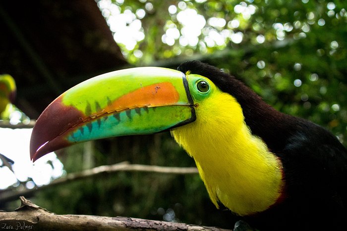TOUCAN RESCUE RANCH - Updated 2023 Reviews (Costa Rica/Heredia) TOUCAN RESCUE RANCH - Updated 2023 Reviews (Costa Rica/Heredia)