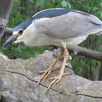 Black-crowned Night Heron: A seasonal visitor that anyone can get great views of at "Mud Lake".