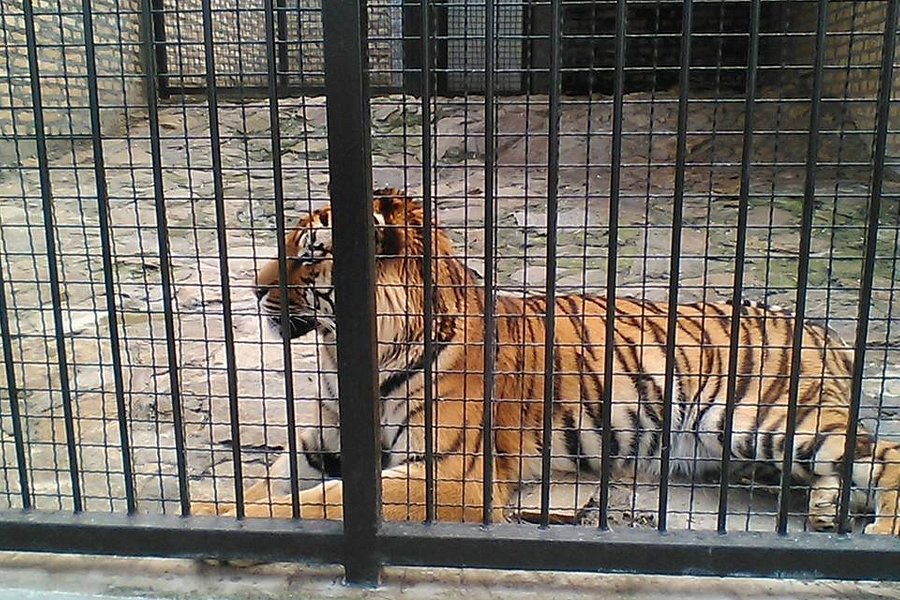 Zoo vrt Tigar image
