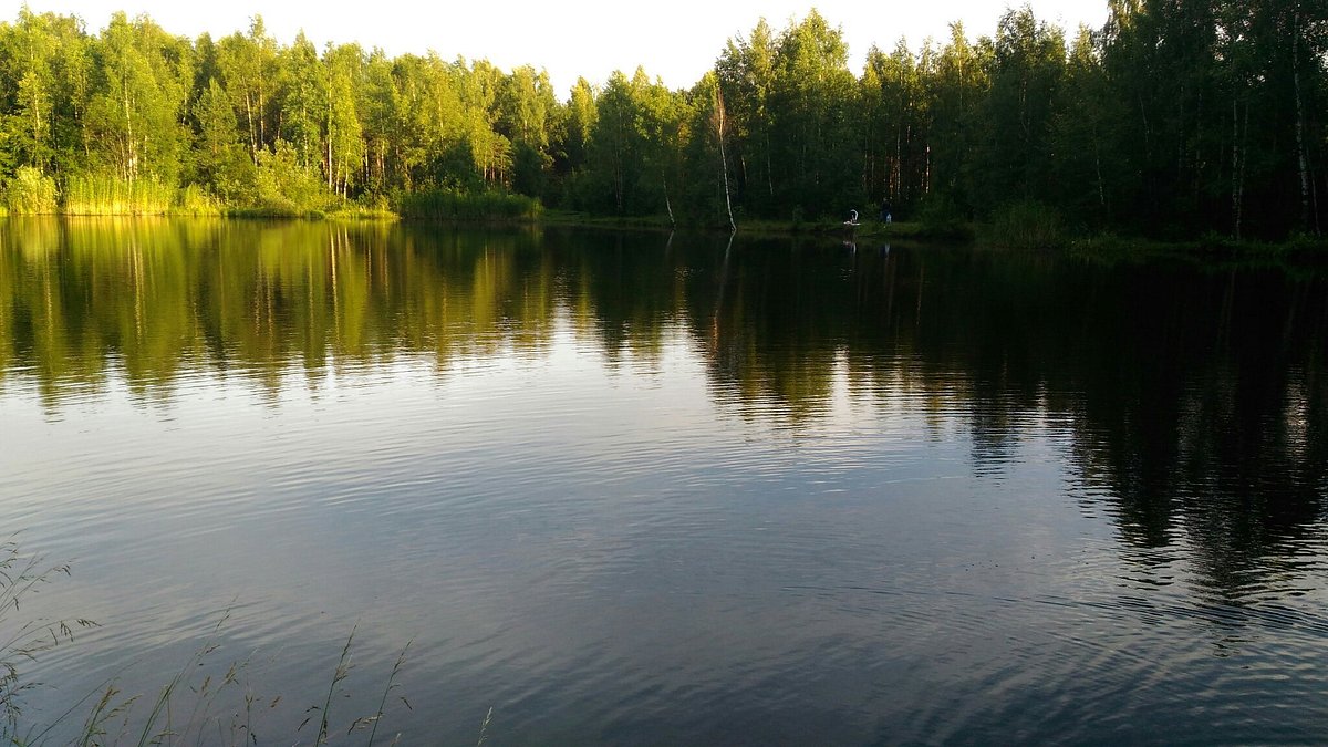 Городской парк Сосновка, Санкт-Петербург: лучшие советы перед посещением -  Tripadvisor