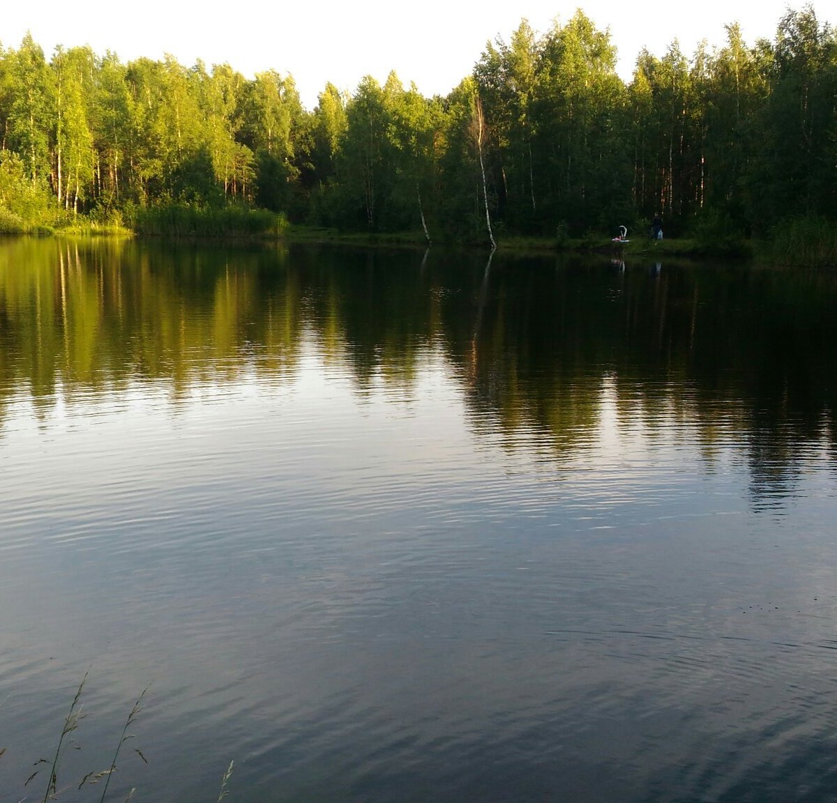 Городской парк Сосновка, Санкт-Петербург: лучшие советы перед посещением -  Tripadvisor