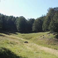 Bosco e prati verdi, assolati, pace assoluta!