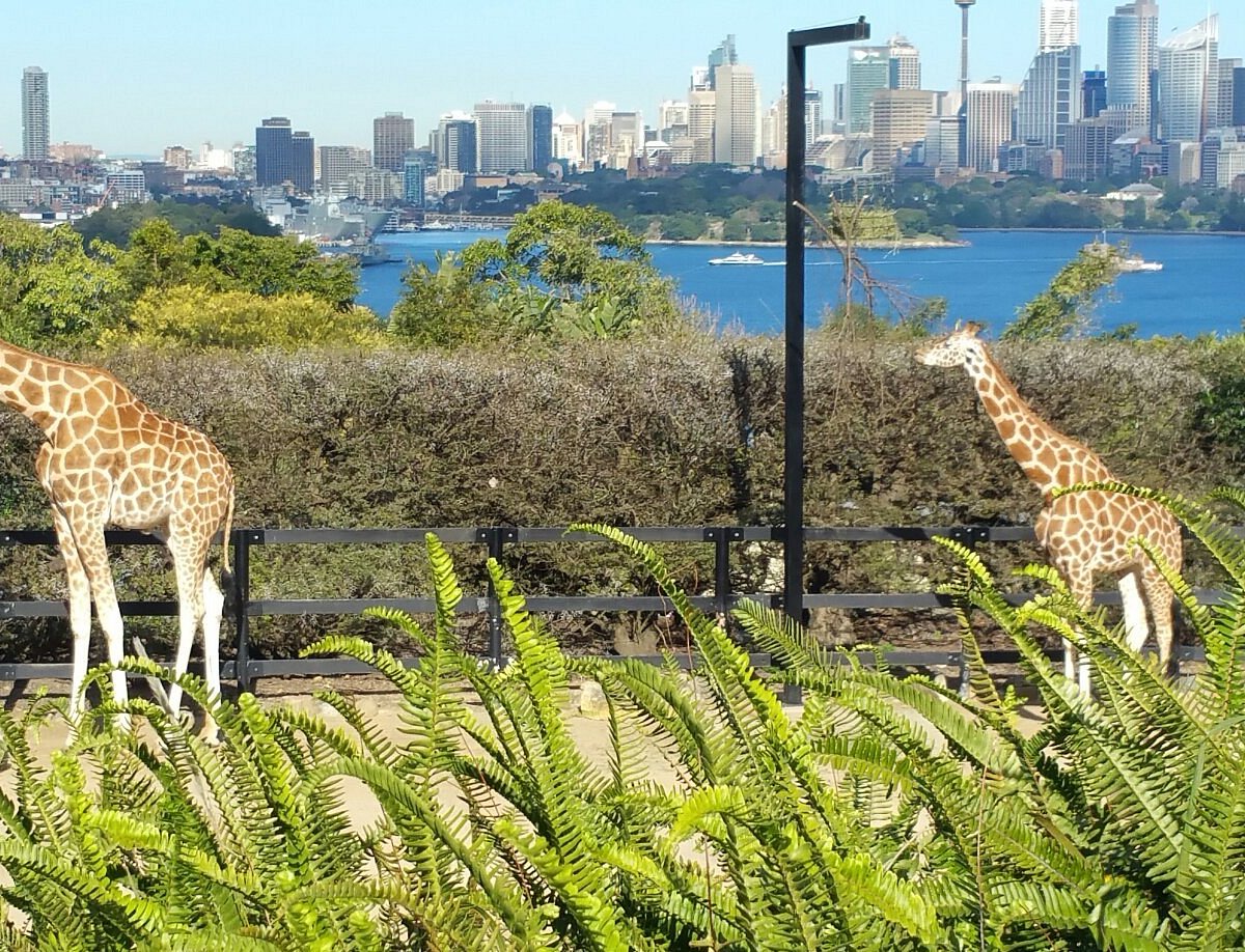 Taronga zoo. Таронга Сидней. Зоопарк Таронга. Сиднейский зоопарк. Taronga Zoo in Sydney.