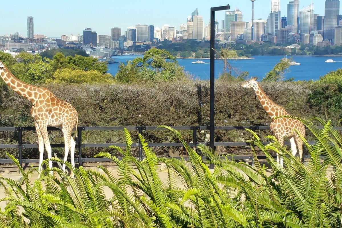 Sídney Turismo Información Turística Sobre Sídney Australia Tripadvisor 0944