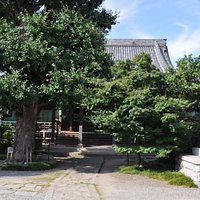金乗寺/大イチョウと本堂