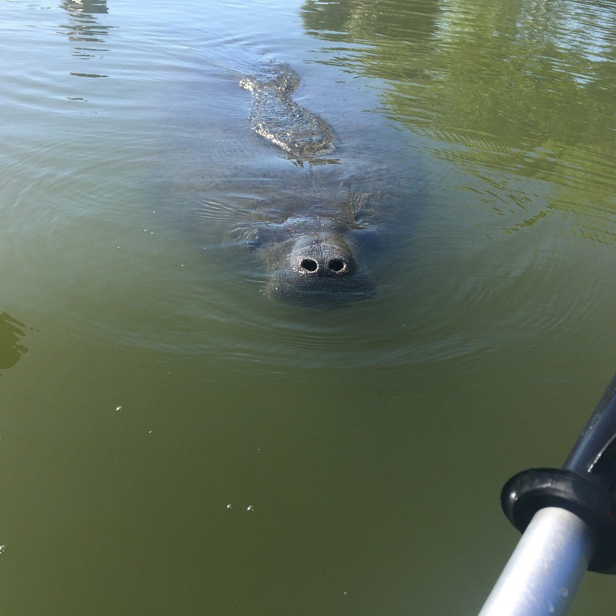 Adventure Kayak of Cocoa Beach All You Need to Know BEFORE You Go