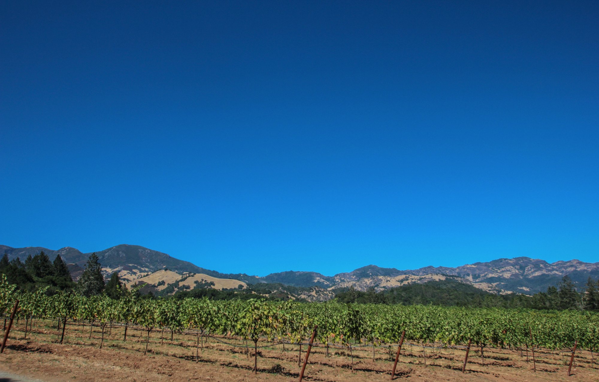 Napa Valley Boutique Wine Tours All You Need to Know BEFORE You