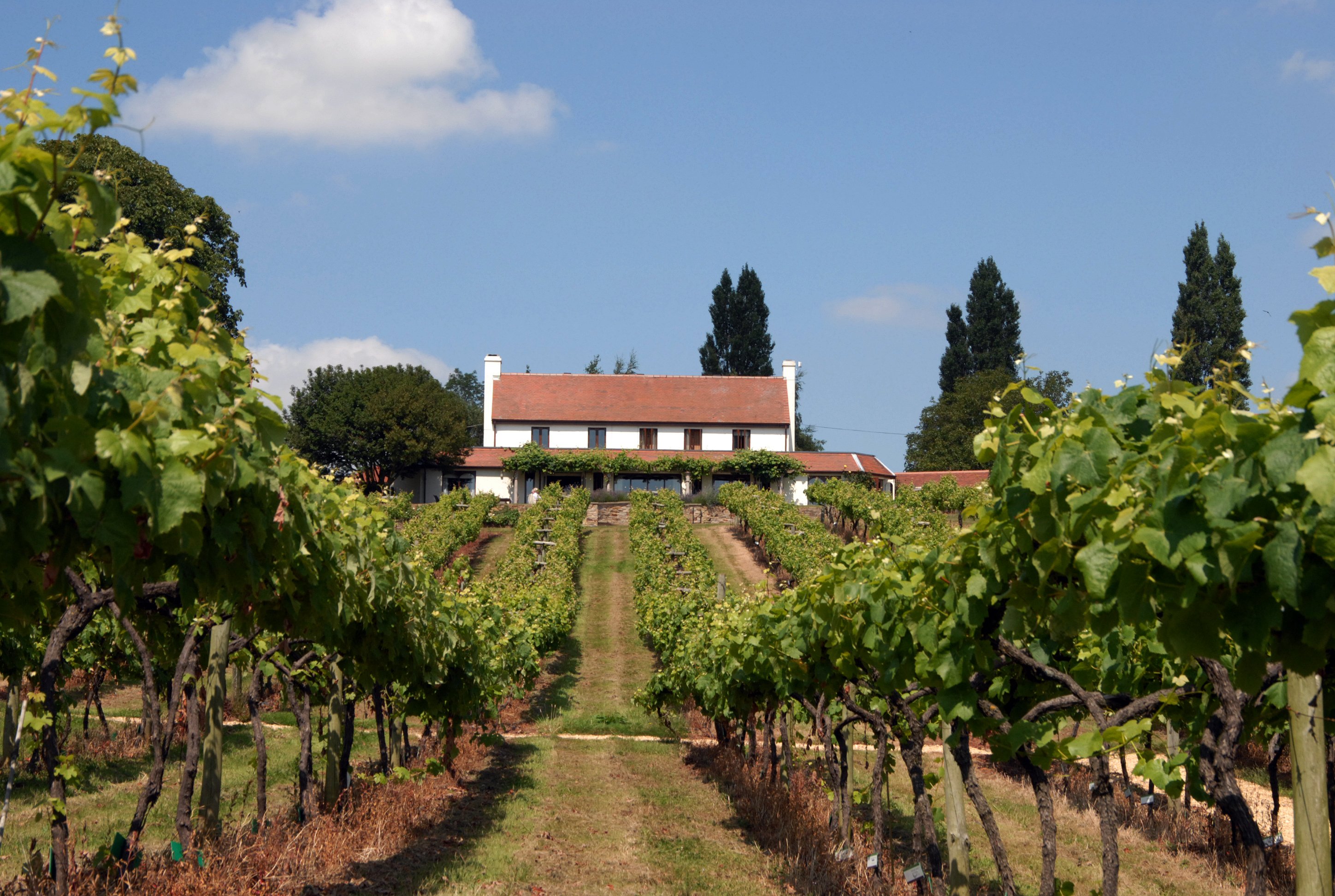 Three choirs store vineyard