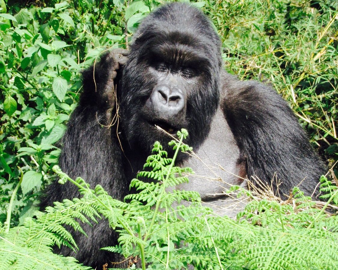 Gyropode tout-terrain Gorilla