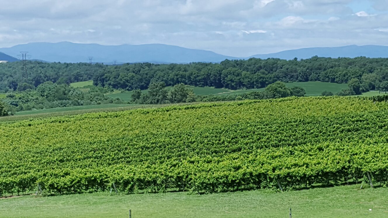 Barren Ridge Vineyards All You Need to Know BEFORE You Go 2024