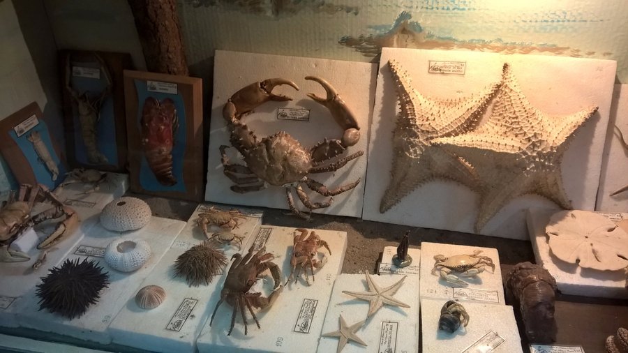 Animais Marinhos