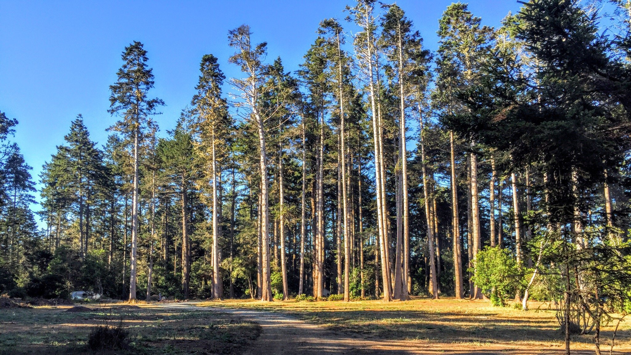 Mendocino Grove by null