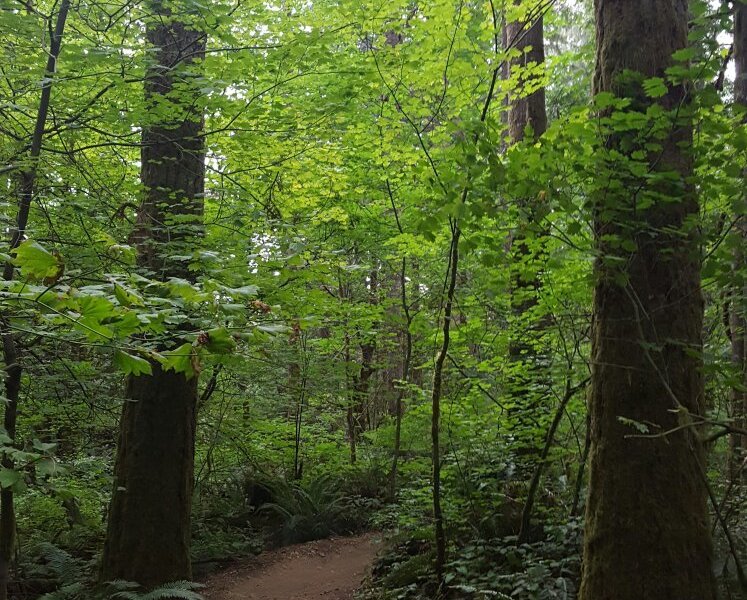 Duthie Hill Park image
